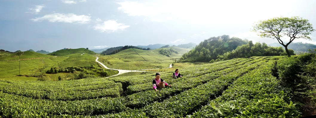 品牌百科 | 贵州安顺瀑布茶业有限公司