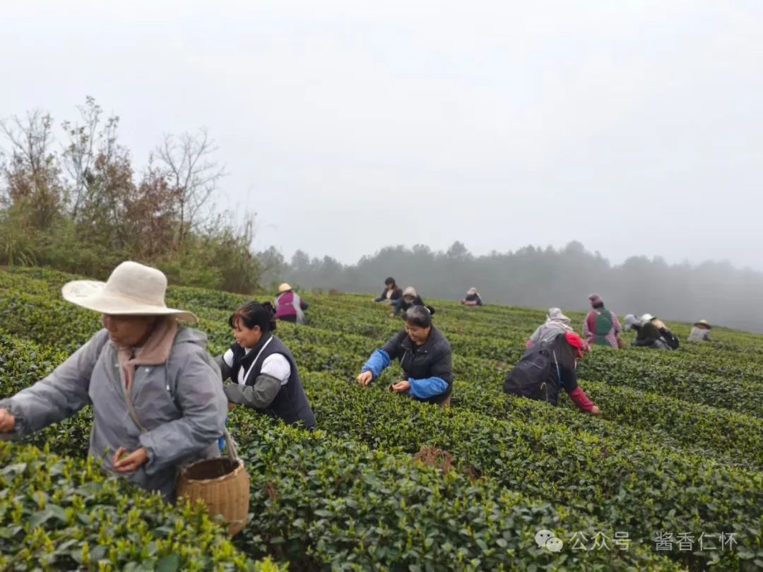 九仓：首批春茶开采