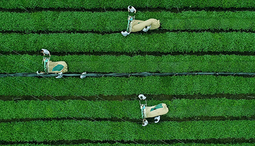 走进“专精特新” | 一杯抹茶撬动百亿产业——贵茶书写贵州工业高质量发展答卷